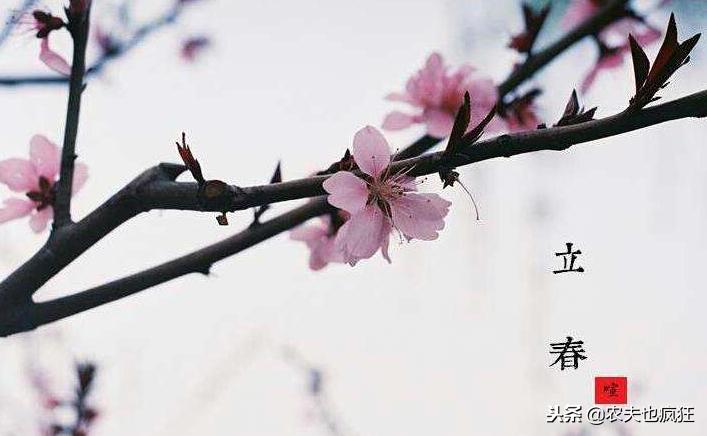 2019为什么称为寡妇年,没有立春的年叫寡妇年吗