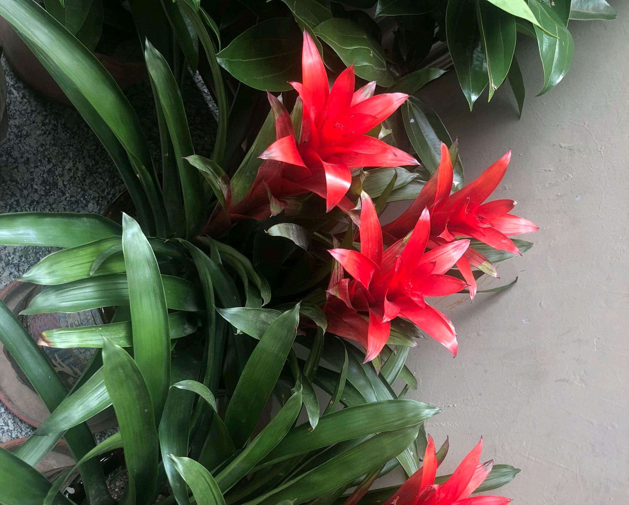 鸿运当头盆栽烂叶,鸿运当头盆栽的花枯萎了该怎么办