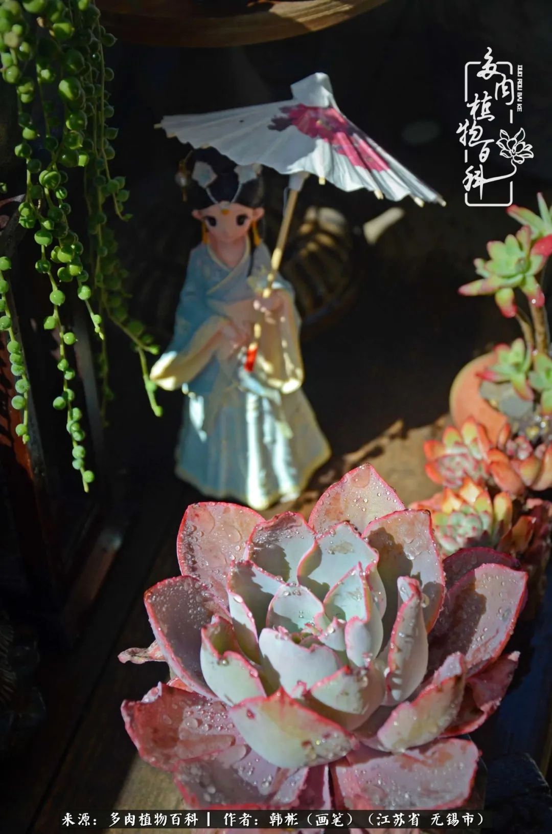 听音乐赏多肉,听音乐赏花赏美景