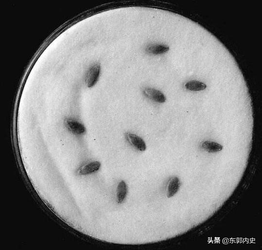 你吃西瓜吐籽吗什么梗,你吃西瓜时吐籽吗