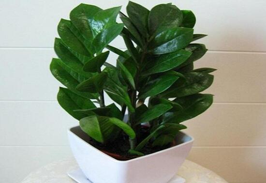 金钱树烂根了怎么急救,金钱树烂根以后怎么补救