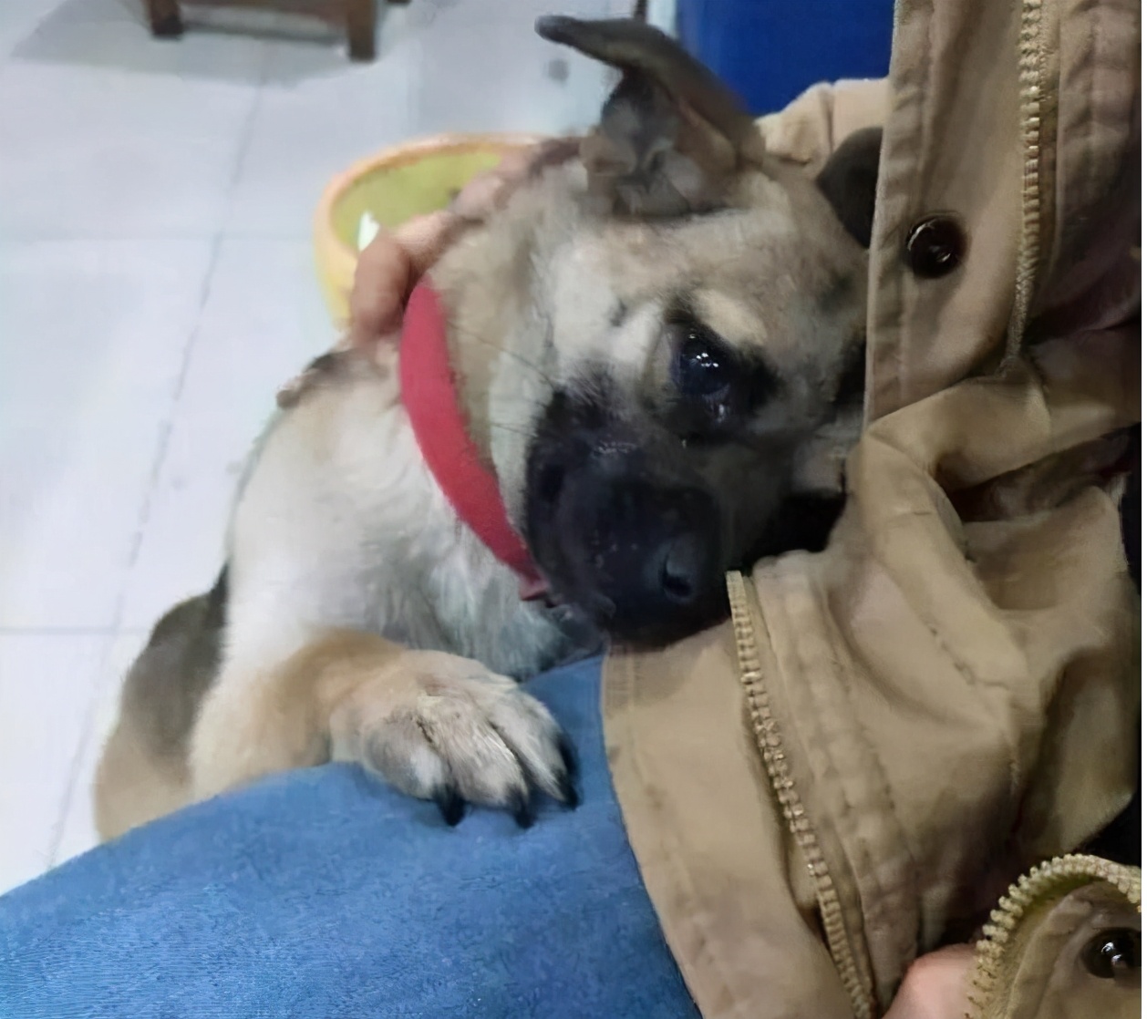 狗狗做了感人的事,暖心举动狗狗