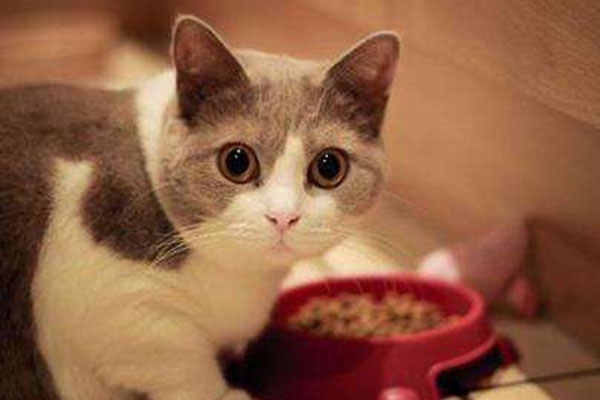 猫不喝水咋办用了各种办法,猫不张口怎么吃药