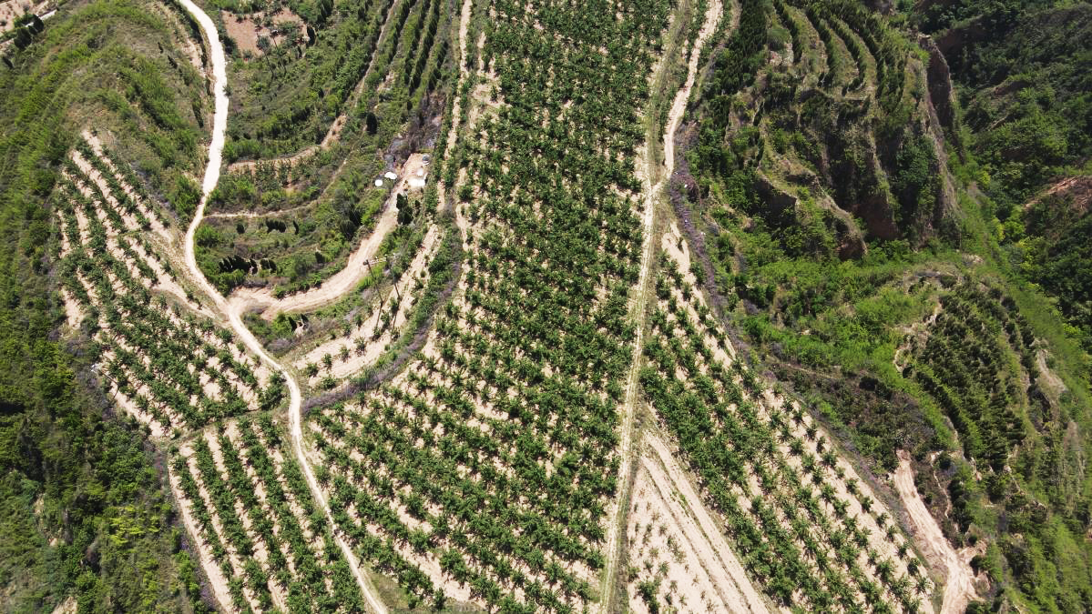 农村种什么果木最挣钱,安徽巴旦木种植