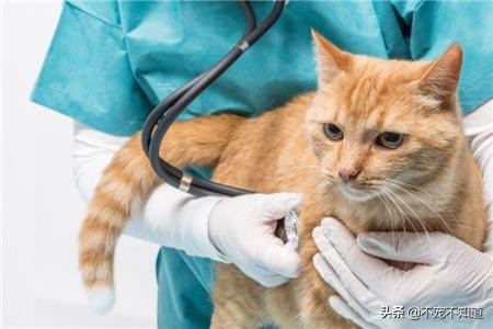 猫咪误吞小东西怎么办,猫咪吃了异物怎么快速拉出来