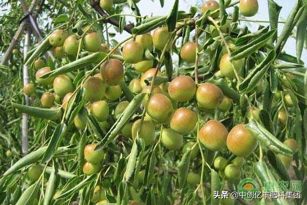 枣树枣疯病的症状、发病规律及防治措施
