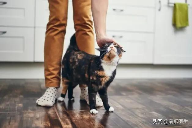 真正的摄影艺术，不是把猫绑在绳子上扔着飞起来