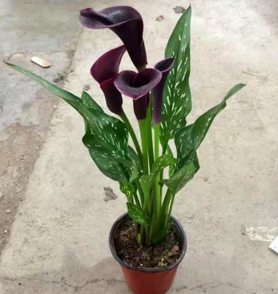 马蹄莲的种殖方法和关注事项,马蹄莲怎么催芽开花