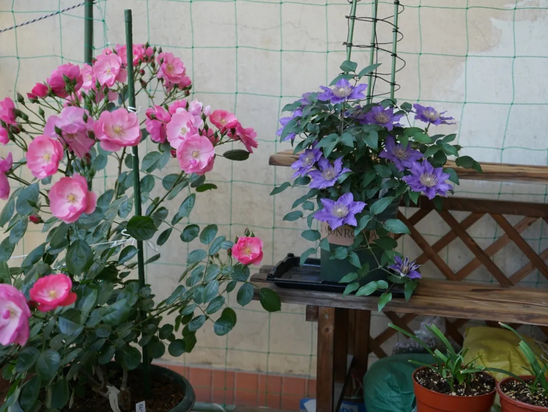 铁线莲牵引老枝折断了怎么办,铁线莲嫩枝折断