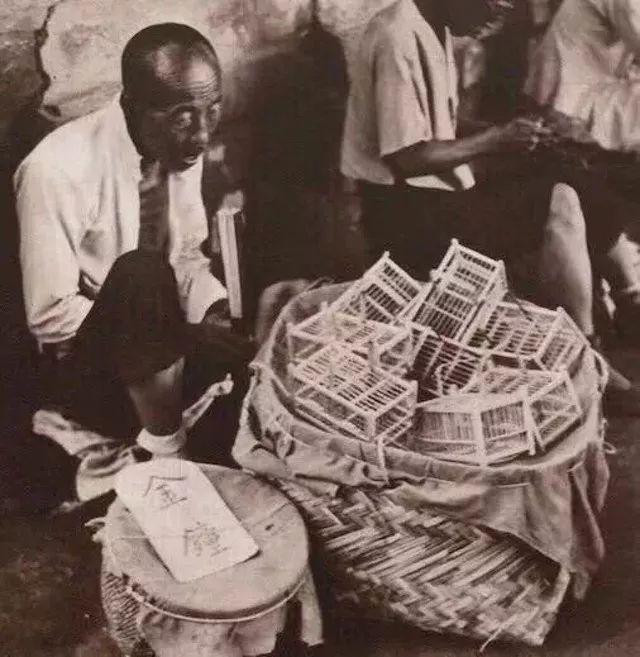 百艺杂谈，教你鸣虫界的八句“黑话”