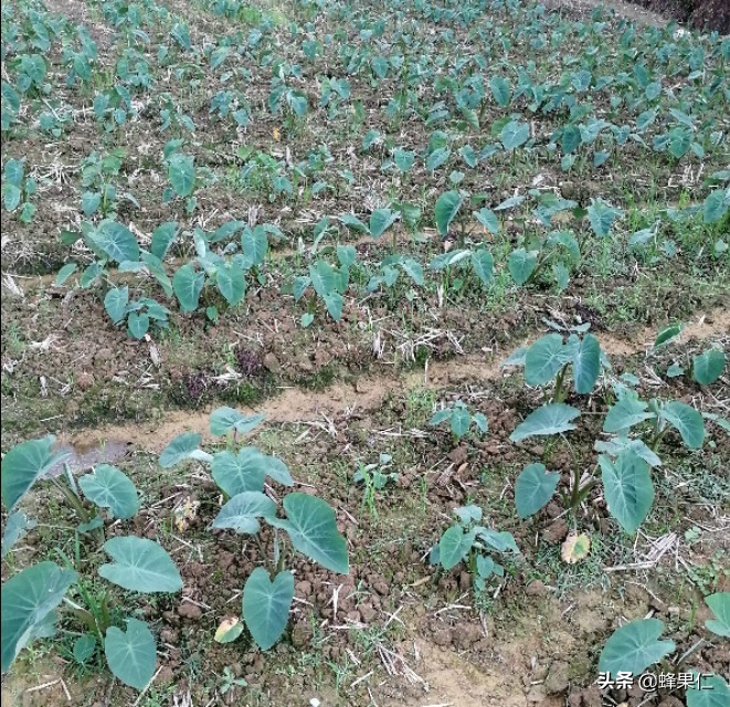 死苗芋头,芋头苗长出来从中间烂是怎么回事