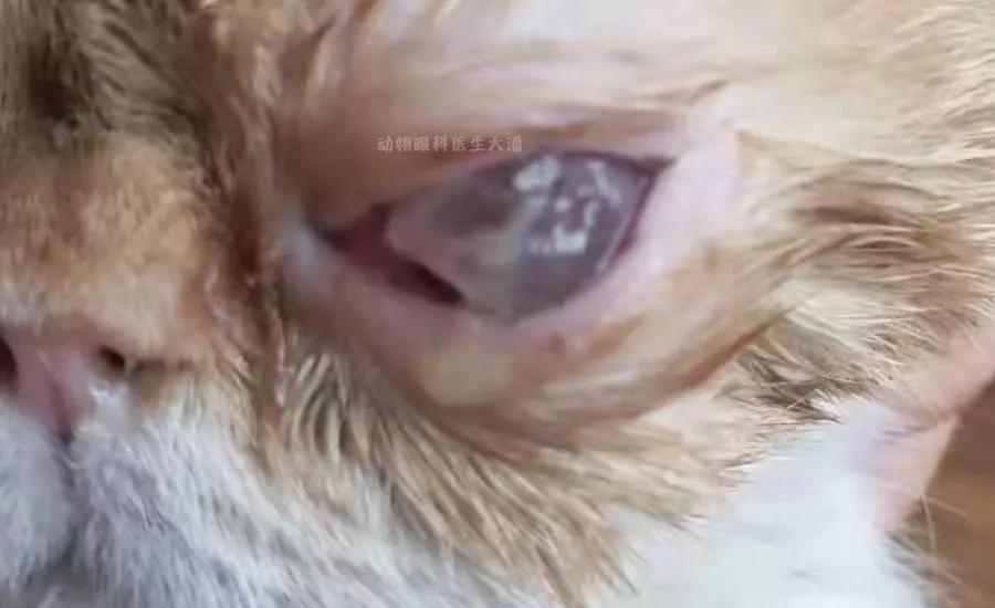 猫咪角膜穿孔必须摘除眼球吗,猫咪脸穿孔