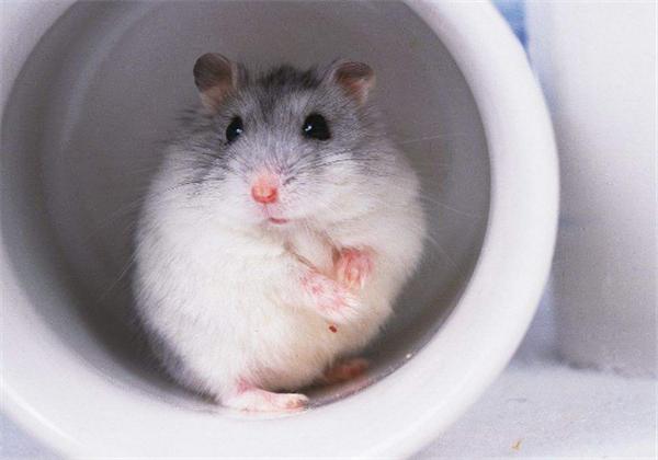 仓鼠冬眠需要关注些什么,仓鼠怎么能避免伪冬眠