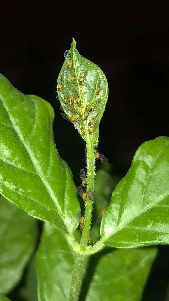 花儿生蜜虫怎么办,花儿生了腻虫怎么办