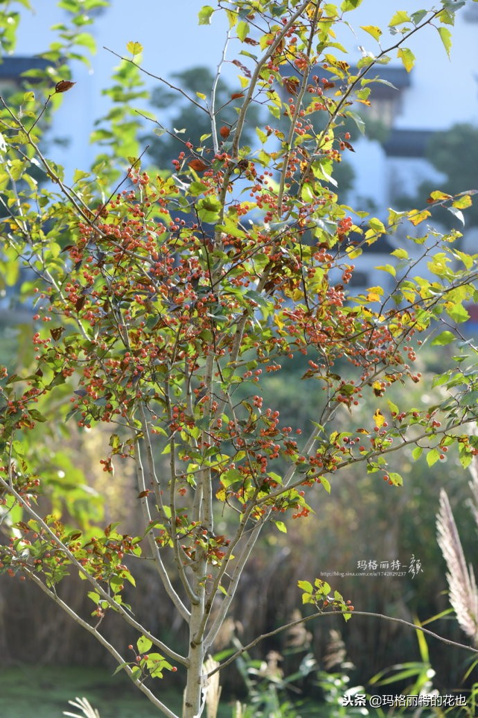 整个冬天都挂着的小红果，迷你山楂“冬果王”｜植物笔记
