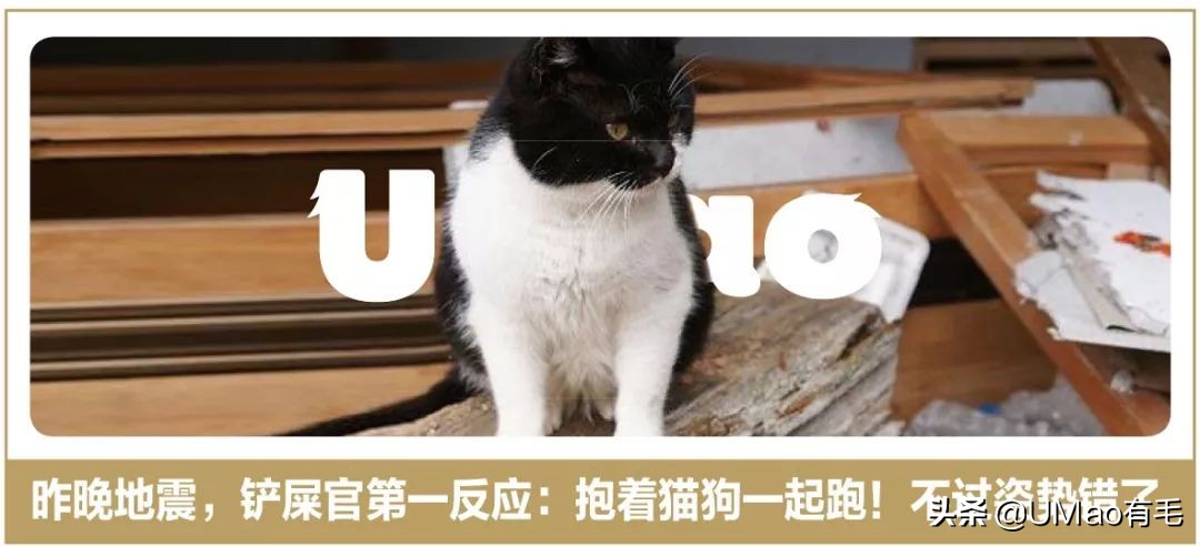 夏季会害了猫的7个行为,夏天对猫咪排泄有影响吗