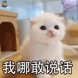 假期出行猫咪怎么安置,出去游玩5天猫咪该怎么办