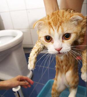 养猫讲究多，这几个误区，千万别踩