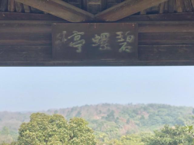 碧螺春茶叶知识,碧螺春茶知识介绍