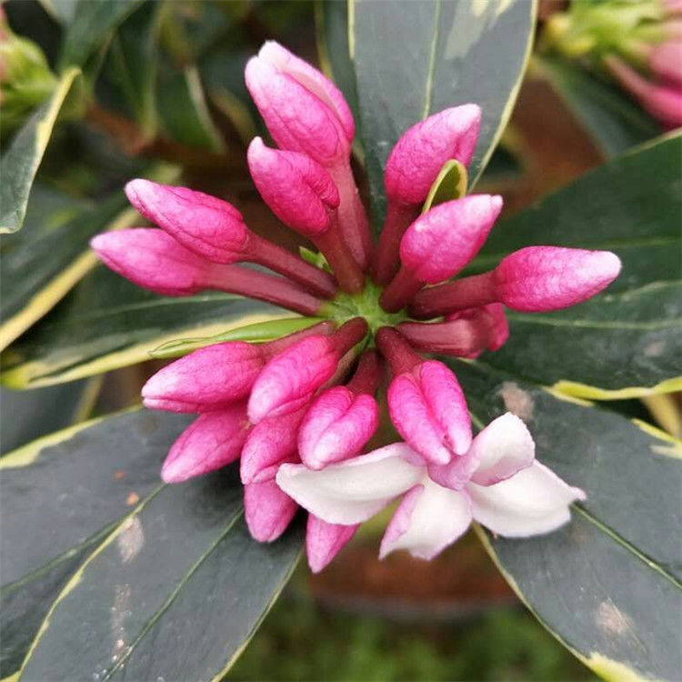 瑞香花与金边瑞香花谁香,好看的金边牡丹花