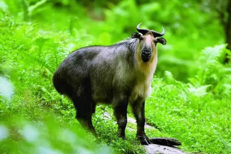 万亩杜鹃花开！邂逅野生水鹿，观云海住树屋，成都自驾3.5h就到！
