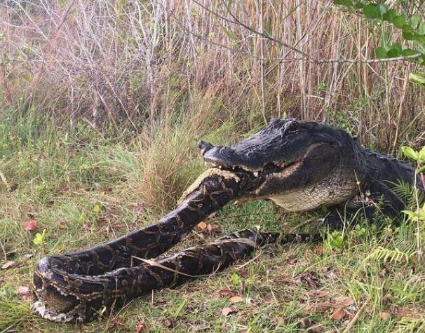 地球有史以来最大的蛇,地球上一千大最凶猛的蛇