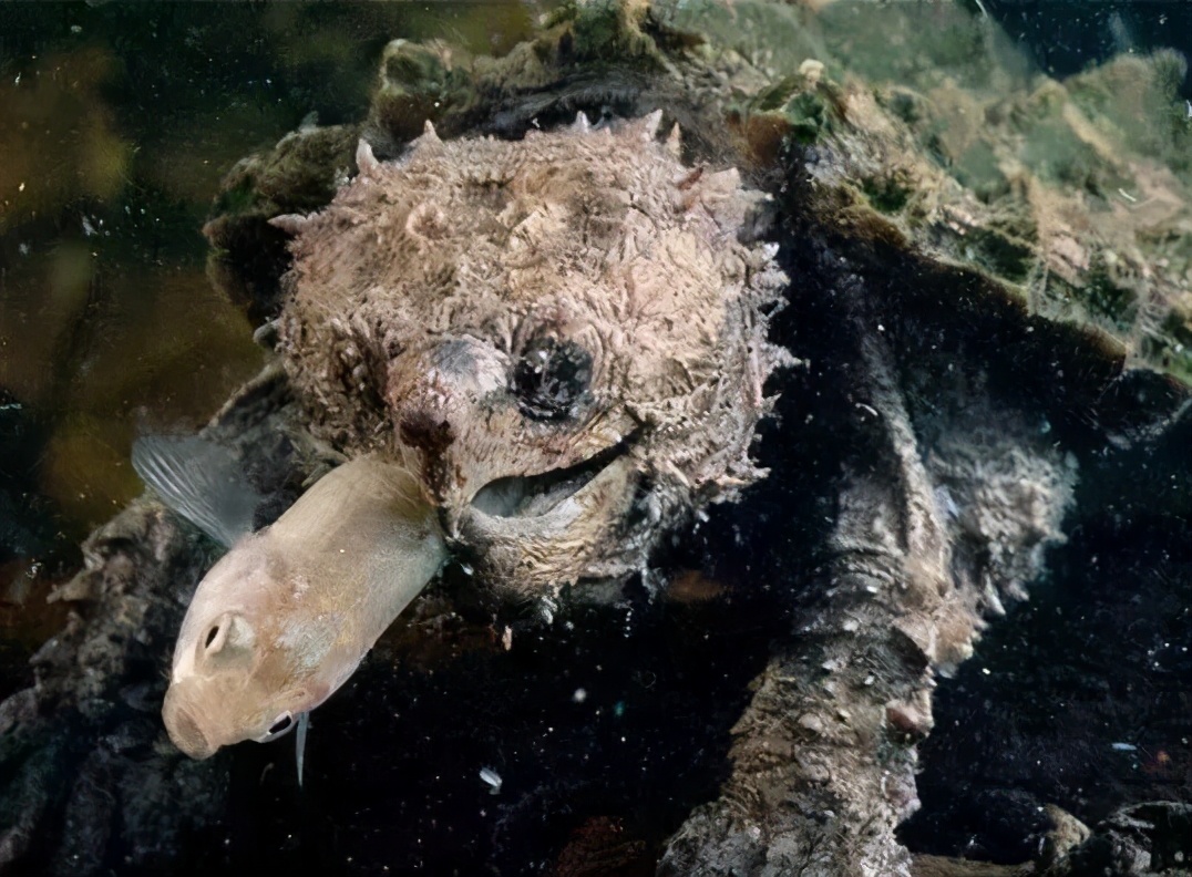 龟类大百科,大眼睛龟类