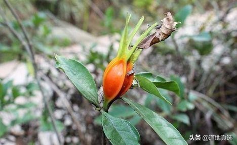 野生栀子泡水喝的功效,野生山栀子功效