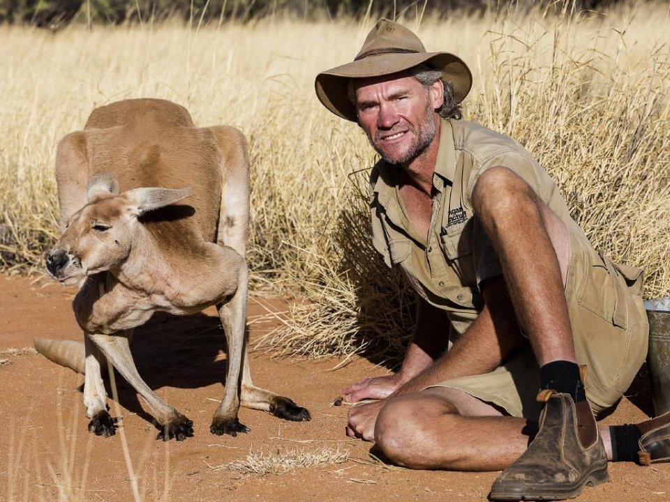 澳洲网红袋鼠去世,网红袋鼠离世