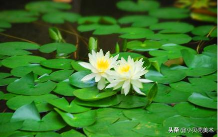 小蝌蚪找妈妈美术创意画目的,创意美术小蝌蚪找妈妈教学目标