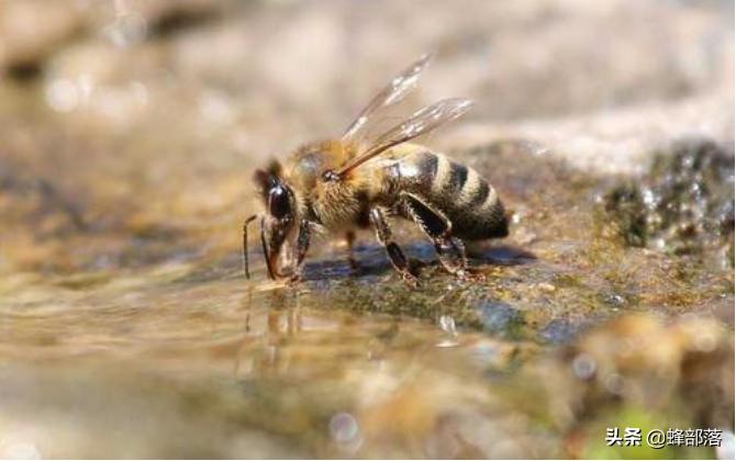 蜂群不产雄蜂起王台是什么情况,失王群工蜂争相产卵为何介入蜂王