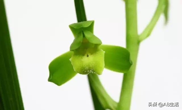 每日一品全文,每日一品茶叶