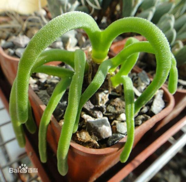 卖萌节丨植物卖起萌来，谁顶得住？