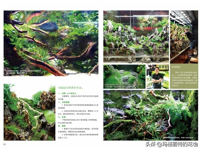 雨林缸可以养的蜥蜴,鱼缸改造封闭式雨林缸养蜥蜴