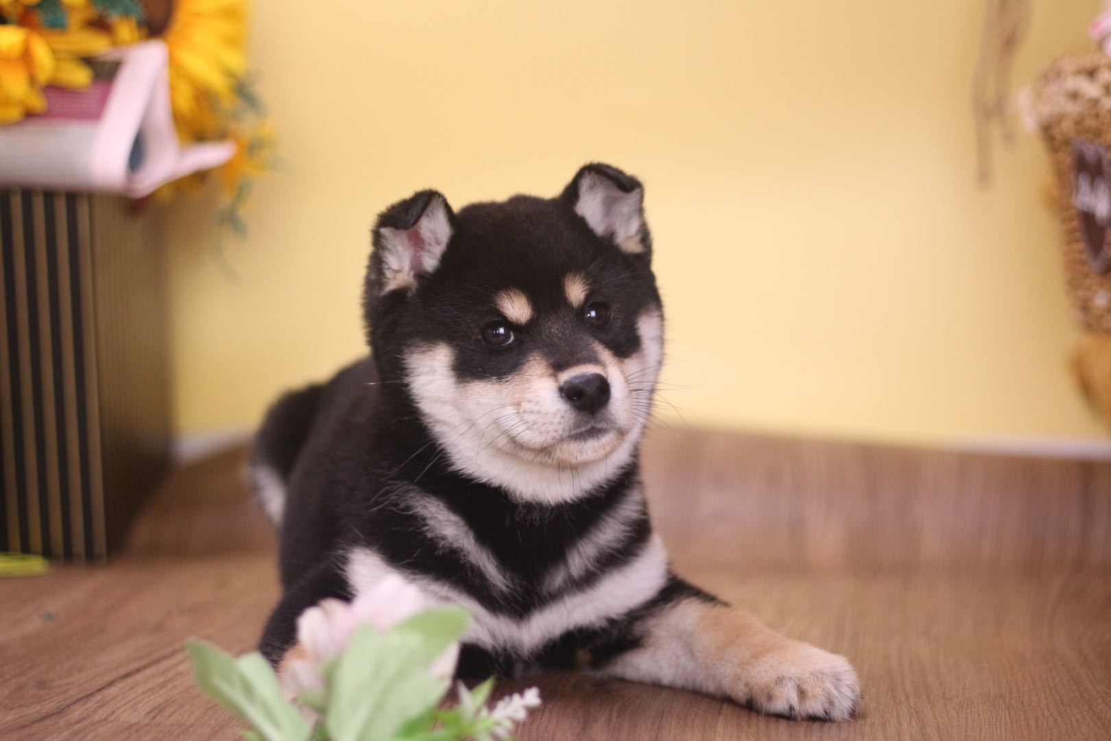 3000能买一只纯种比熊吗,3000买的柴犬
