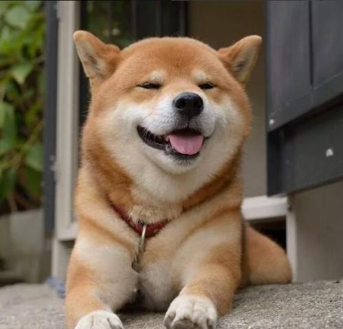 狗狗中暑救活了怎么恢复健康,狗狗中暑解救视频