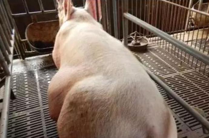 母猪假妊娠的原因及解决方法,母猪假孕的最佳治疗方法