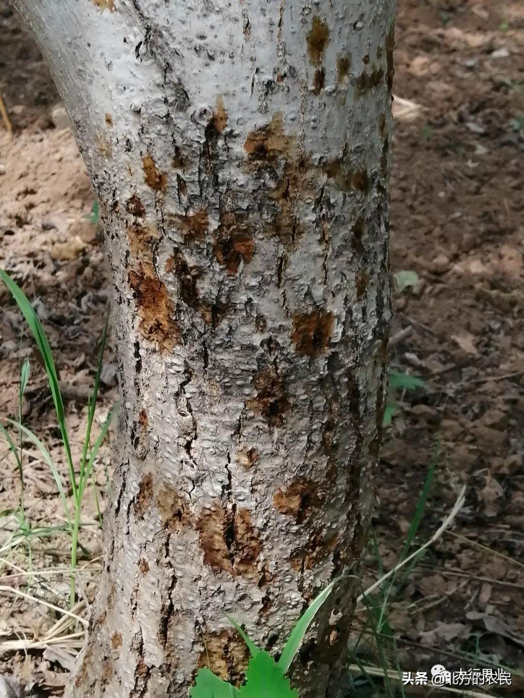 核桃树上出现许多油光发亮的小黑点？关注是腐烂病危害！如何防治