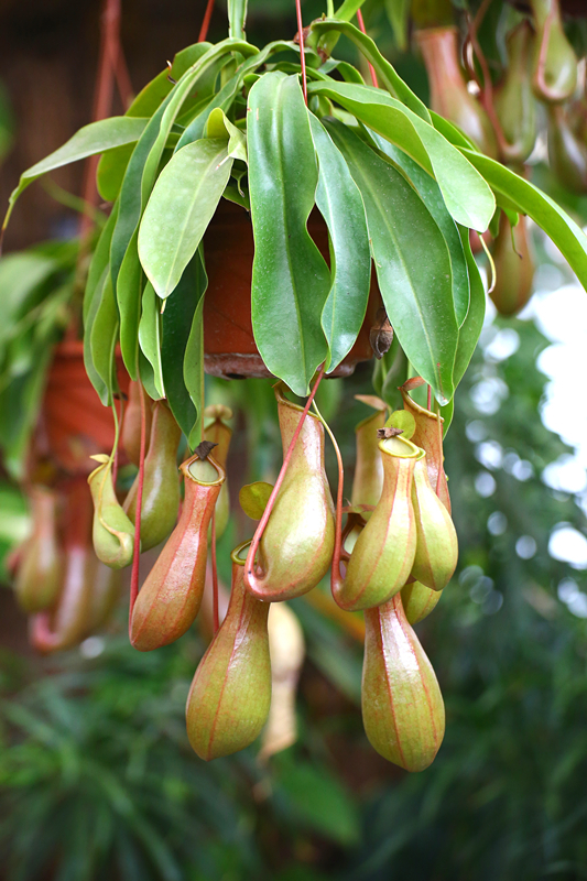 猪笼草吃瓢虫,猪笼草吃老鼠