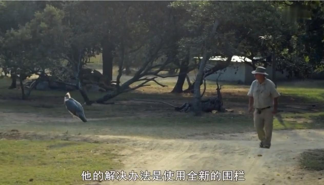 永不服输的蜜獾，曾经有一个保护区饲养了两只，后来怎么样了？