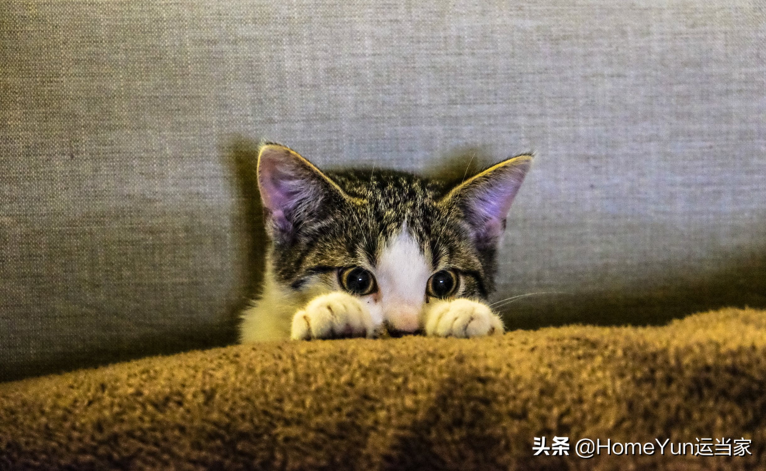 动物检疫证怎么办理,动物检疫证是每只都需要吗