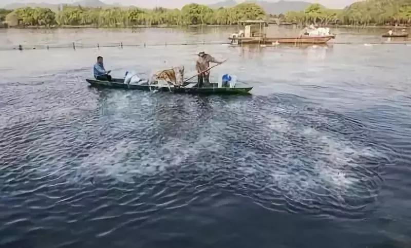 水产养殖水质评价标准,水产养殖水质怎么查看的