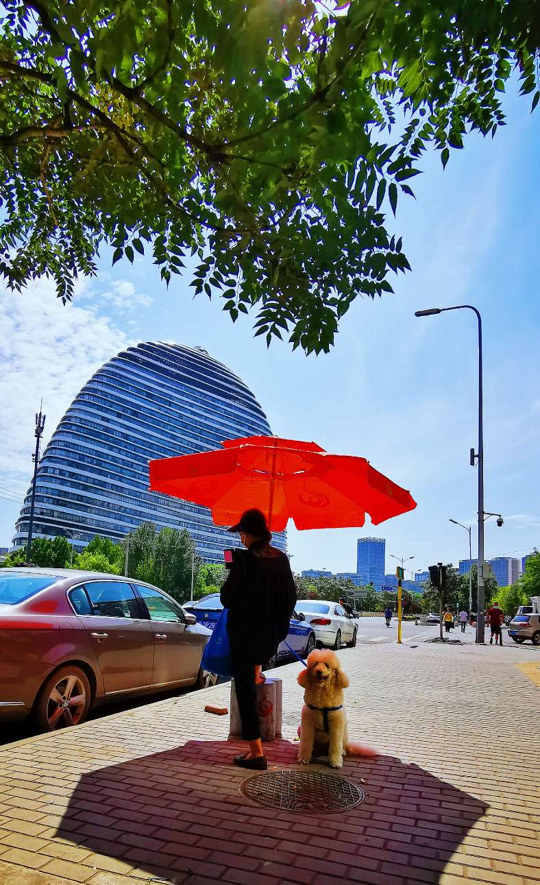 鍖椾含绉樺,鍖椾含绉樺涔嬫梾