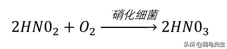 硝化细菌加多了对鱼有伤害吗,硝化细菌放多了对鱼危害吗