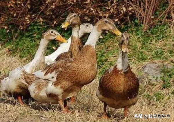 2019蛋鸭养殖计划,合同养鸭骗局视频