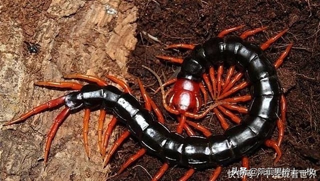 被蜈蚣咬伤关注3点,蜈蚣咬伤用什么草药