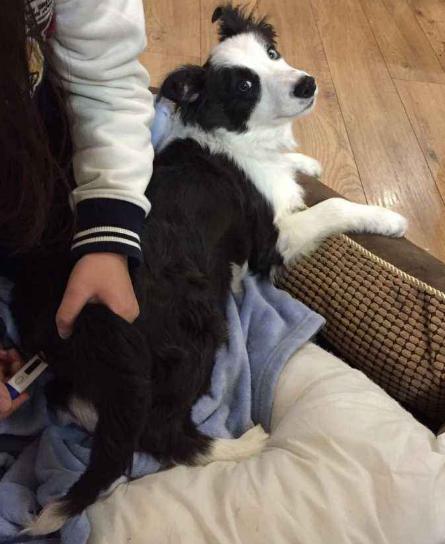 狗狗中暑症状和解救方法,狗狗中暑自救视频