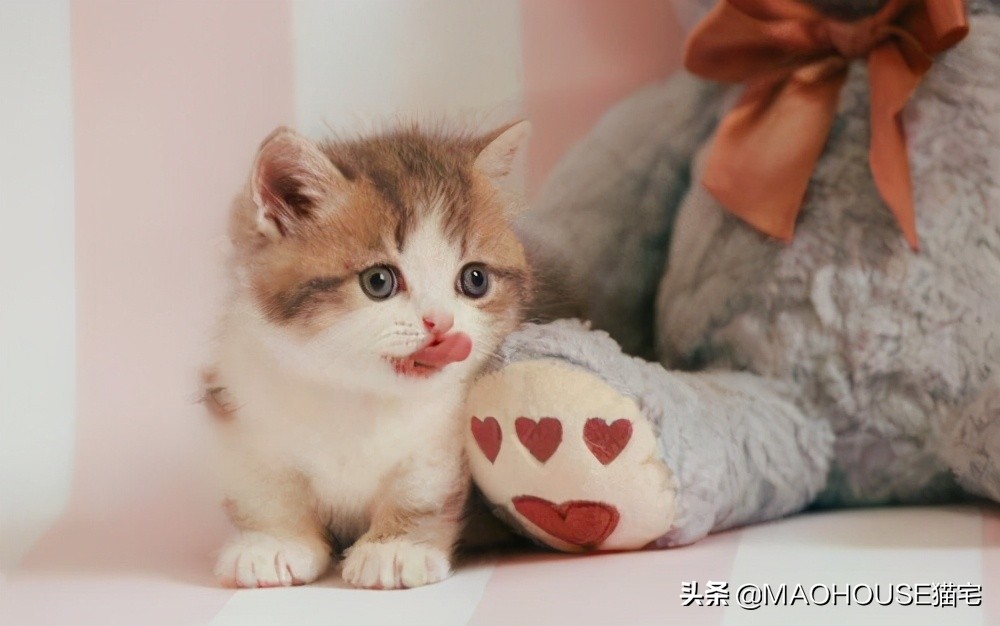 轮状病毒腹泻治疗方案,乳猪流行性腹泻治疗方案