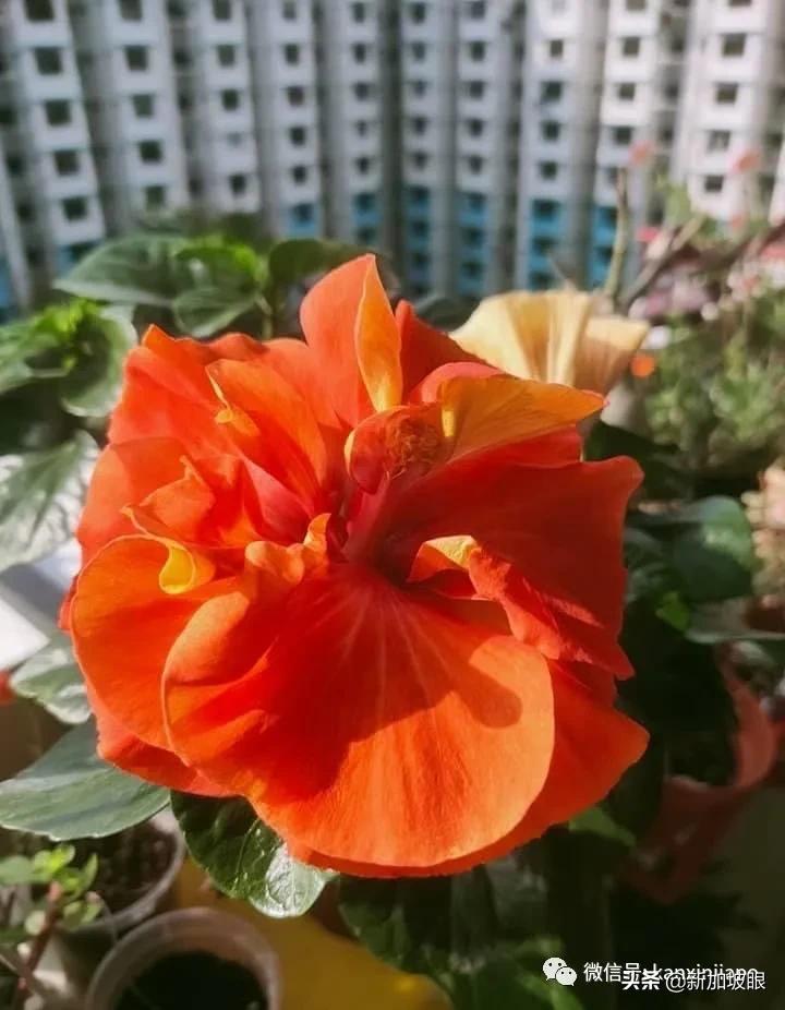 大红花和扶桑木槿有什么区别,木槿花和扶桑花哪个品种好