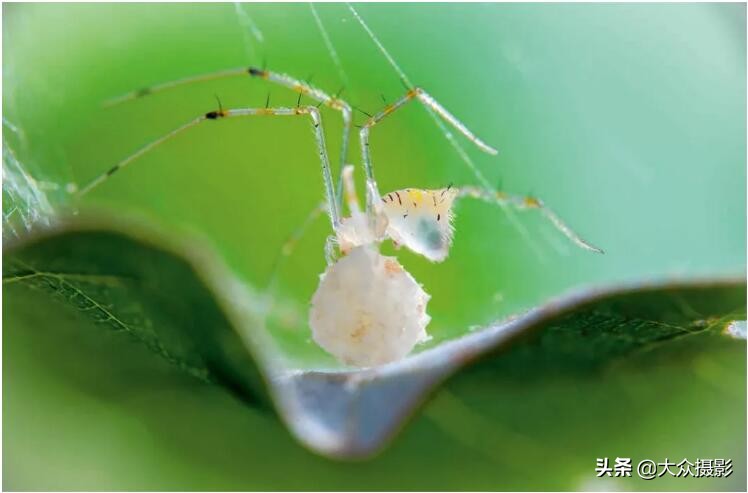 美丽之上,自然生态摄影介绍